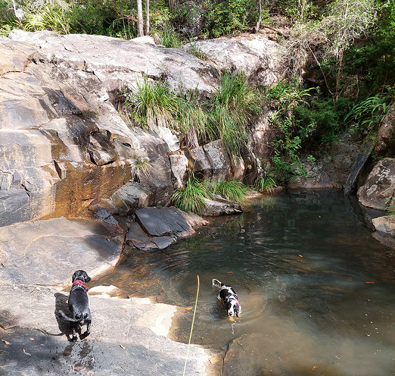 Dog friendly walks Brisbane