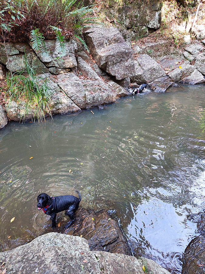 Dog friendly walks Brisbane